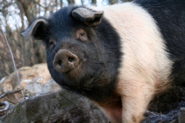 LA PORCHETTA DI CINTA SENESE